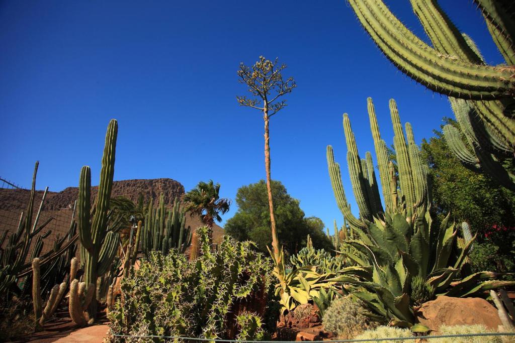 Cozy Bungalow Maspalomas Green ภายนอก รูปภาพ